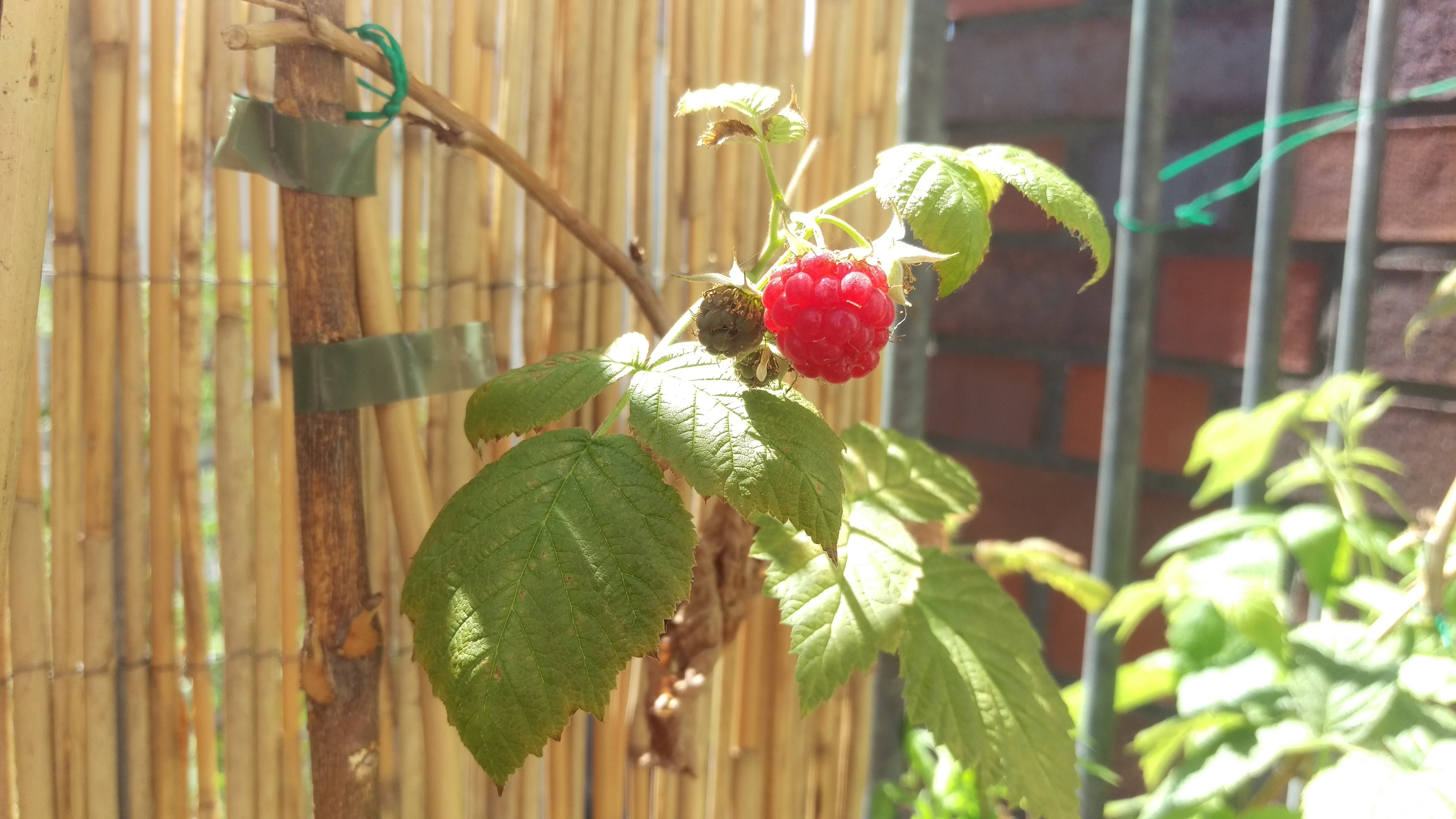 The first ready raspberries 1