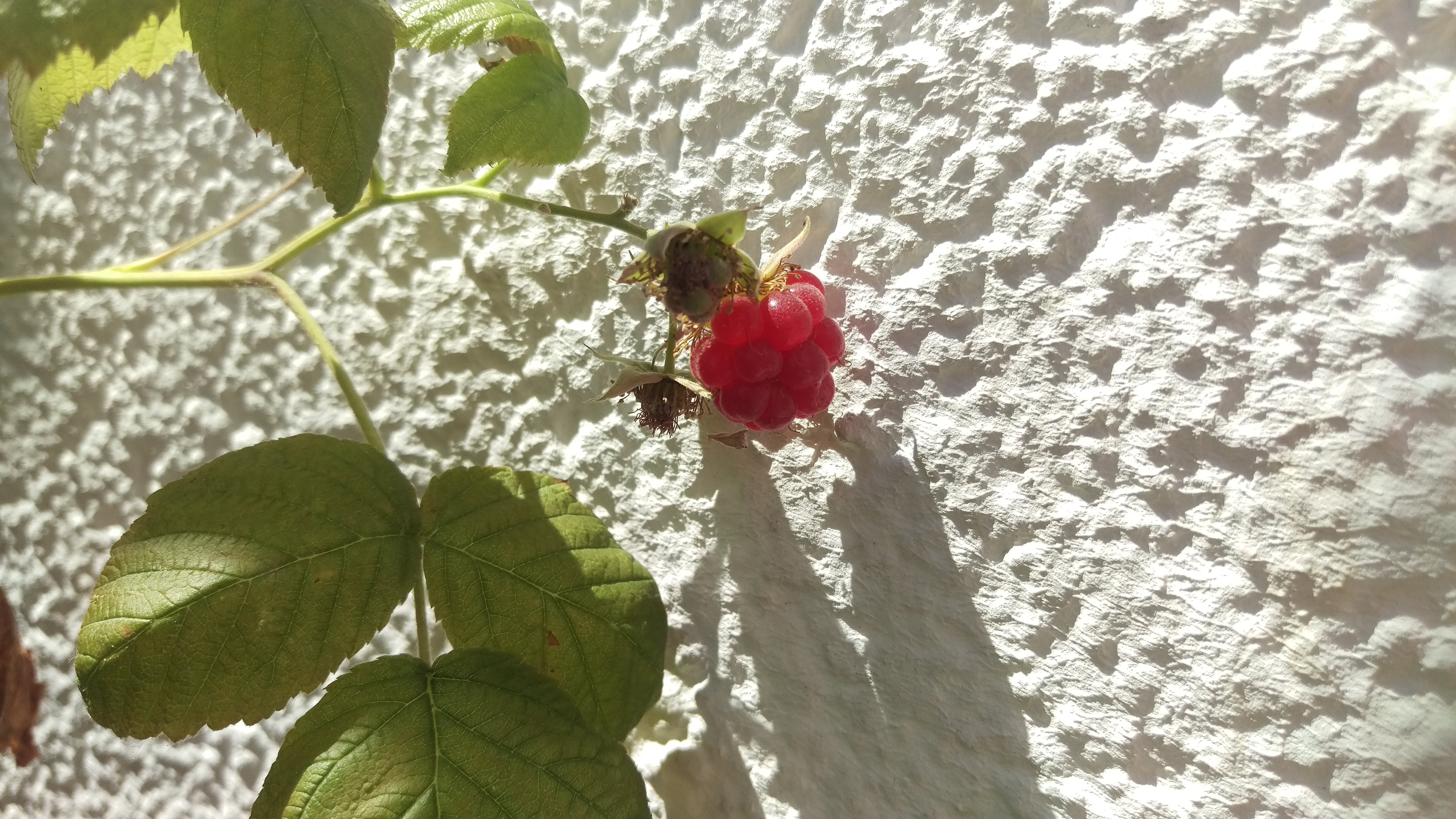 The first ready raspberries 2