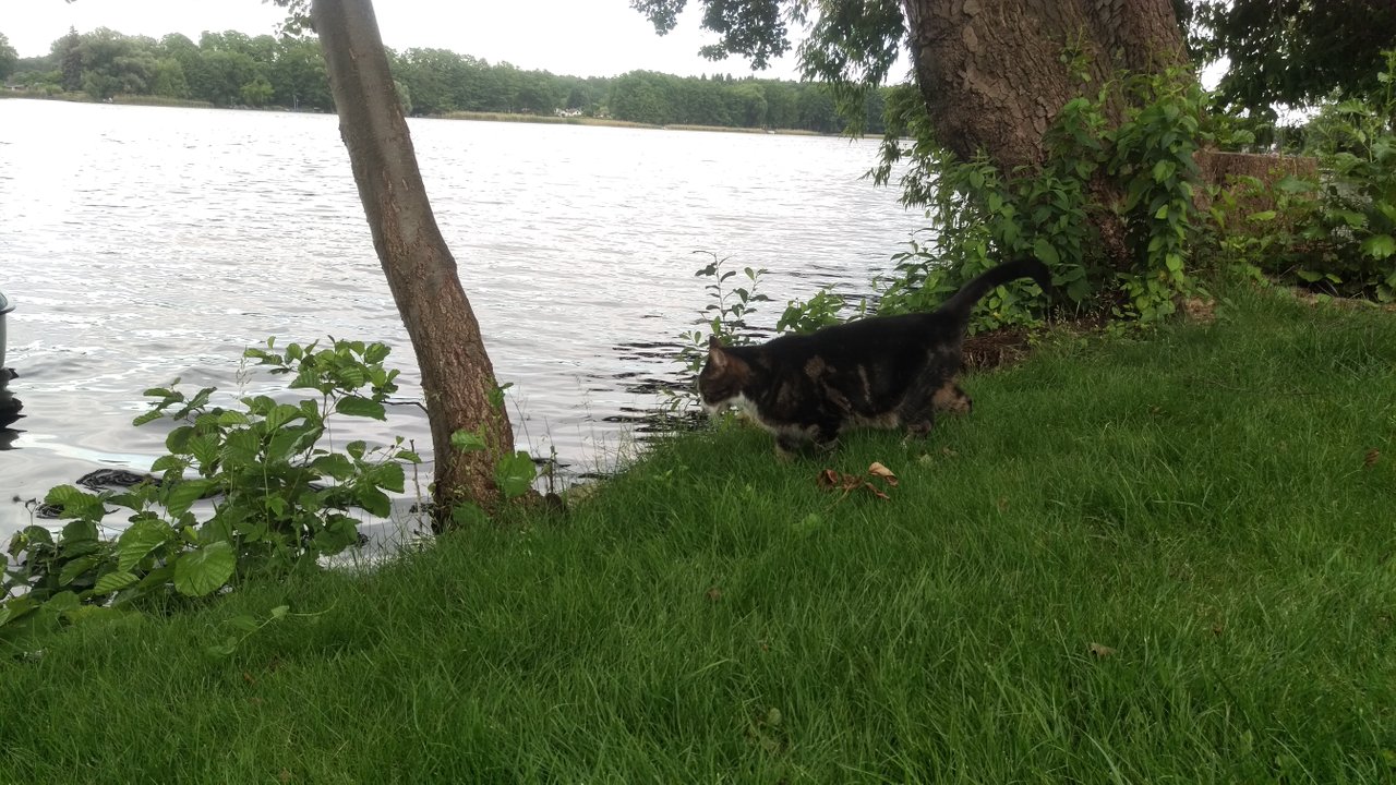 Kumar looking for fishes 2