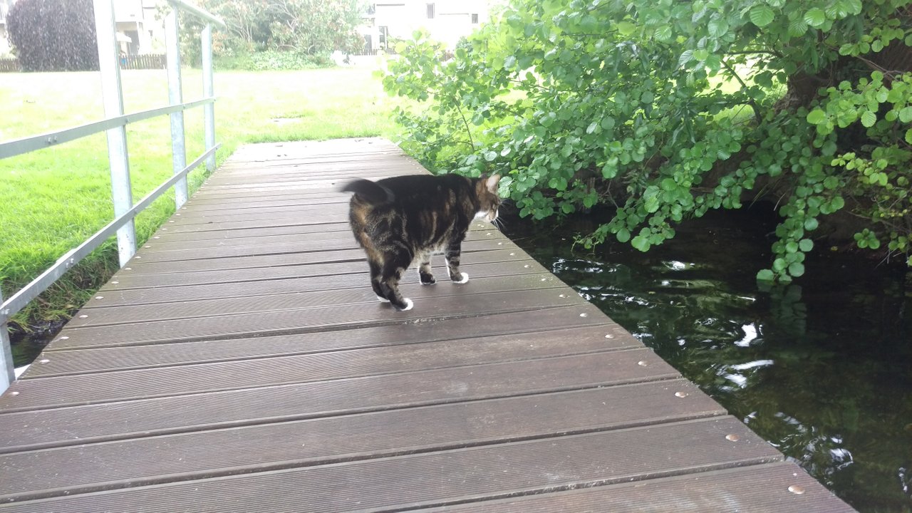 Kumar looking for fishes 1