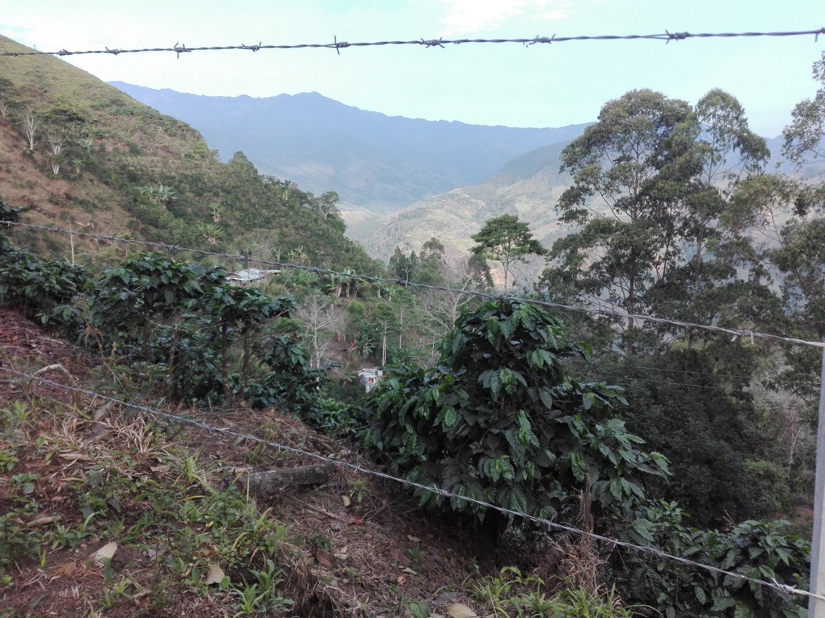 Cafetal paisaje
