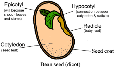 Stages Of The Germination Process Of The Seeds