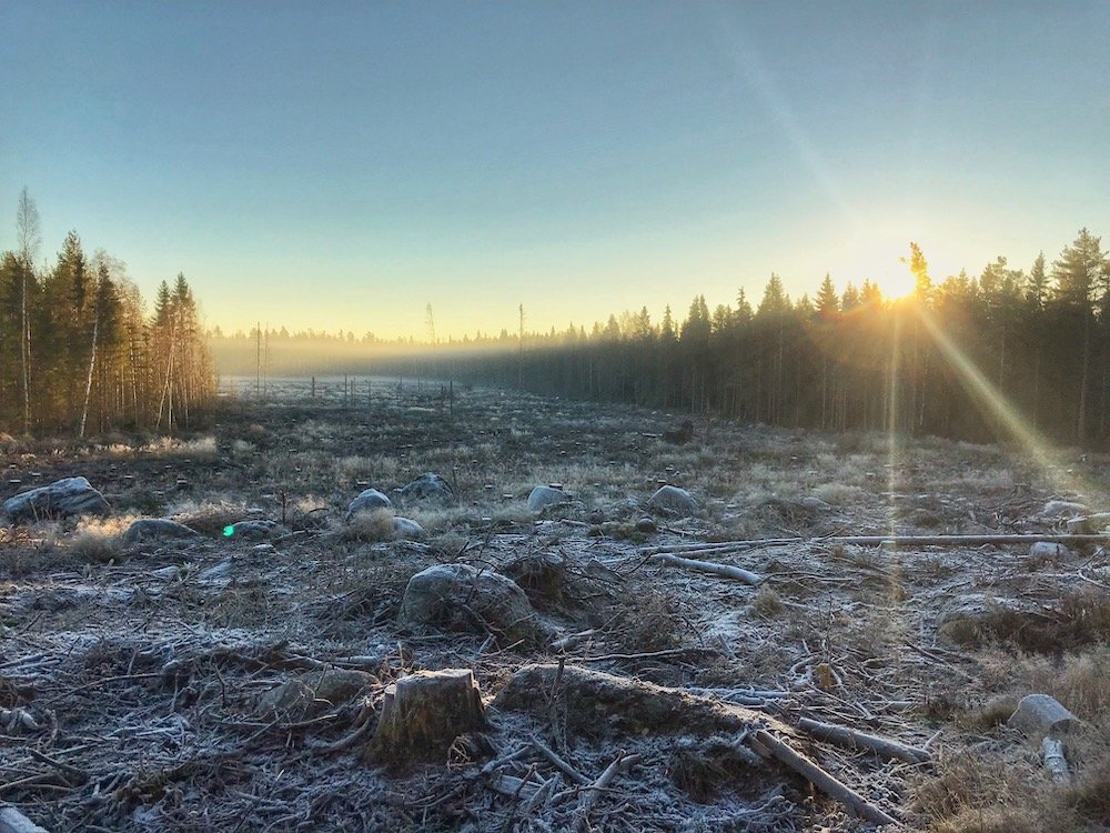 abgeholzter-Wald-Finnland-nordkappundzurück