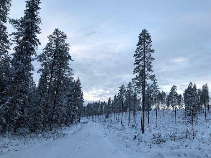 Finnland_Wälder_und_Bäume_Reise_zum_Nordkapp
