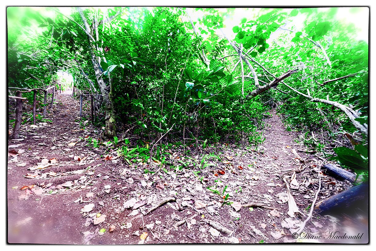 Divided pathway on hill at Parea, Huahine