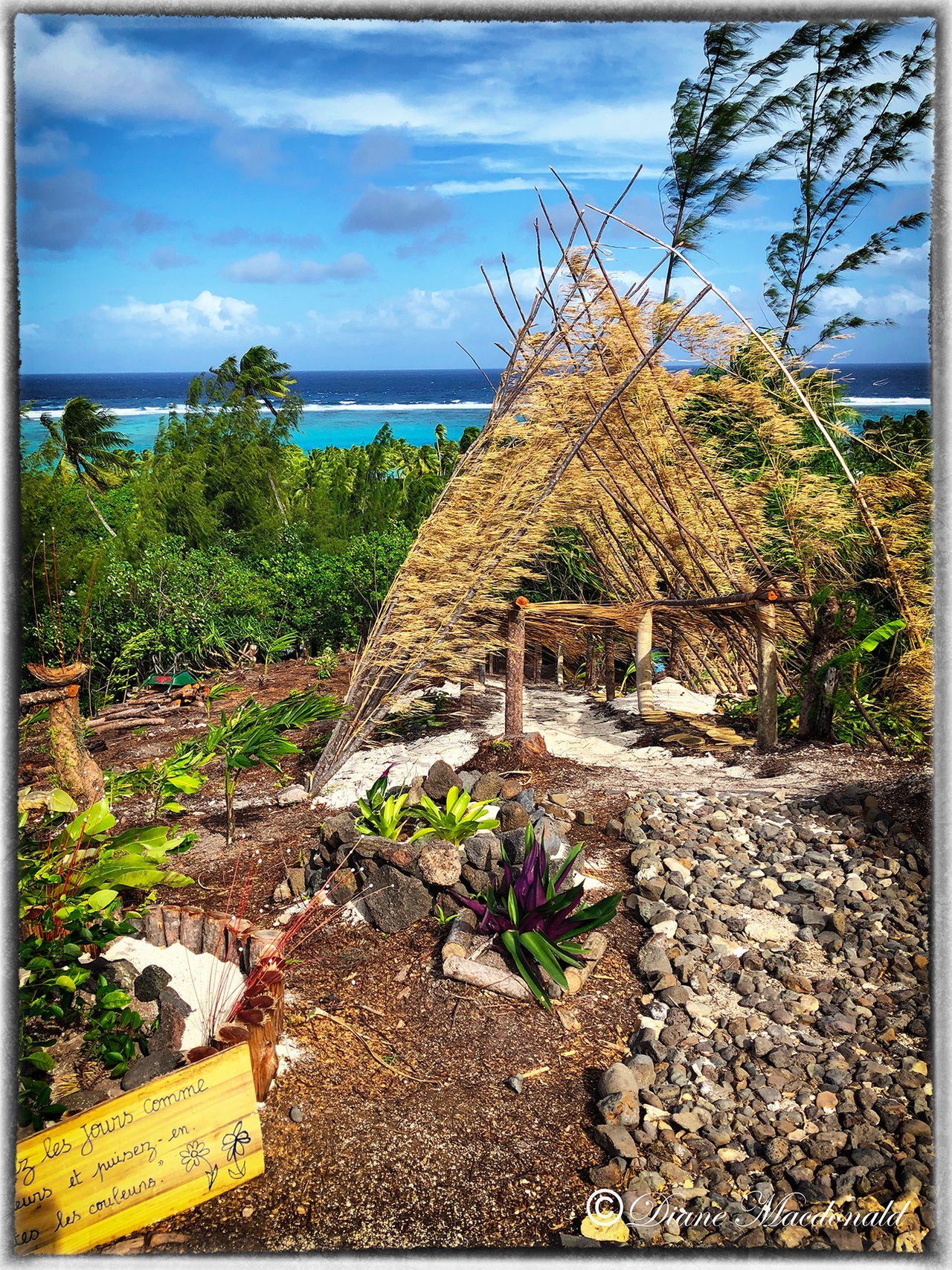 Branches form an arch on hilltop, Parea, Huahine