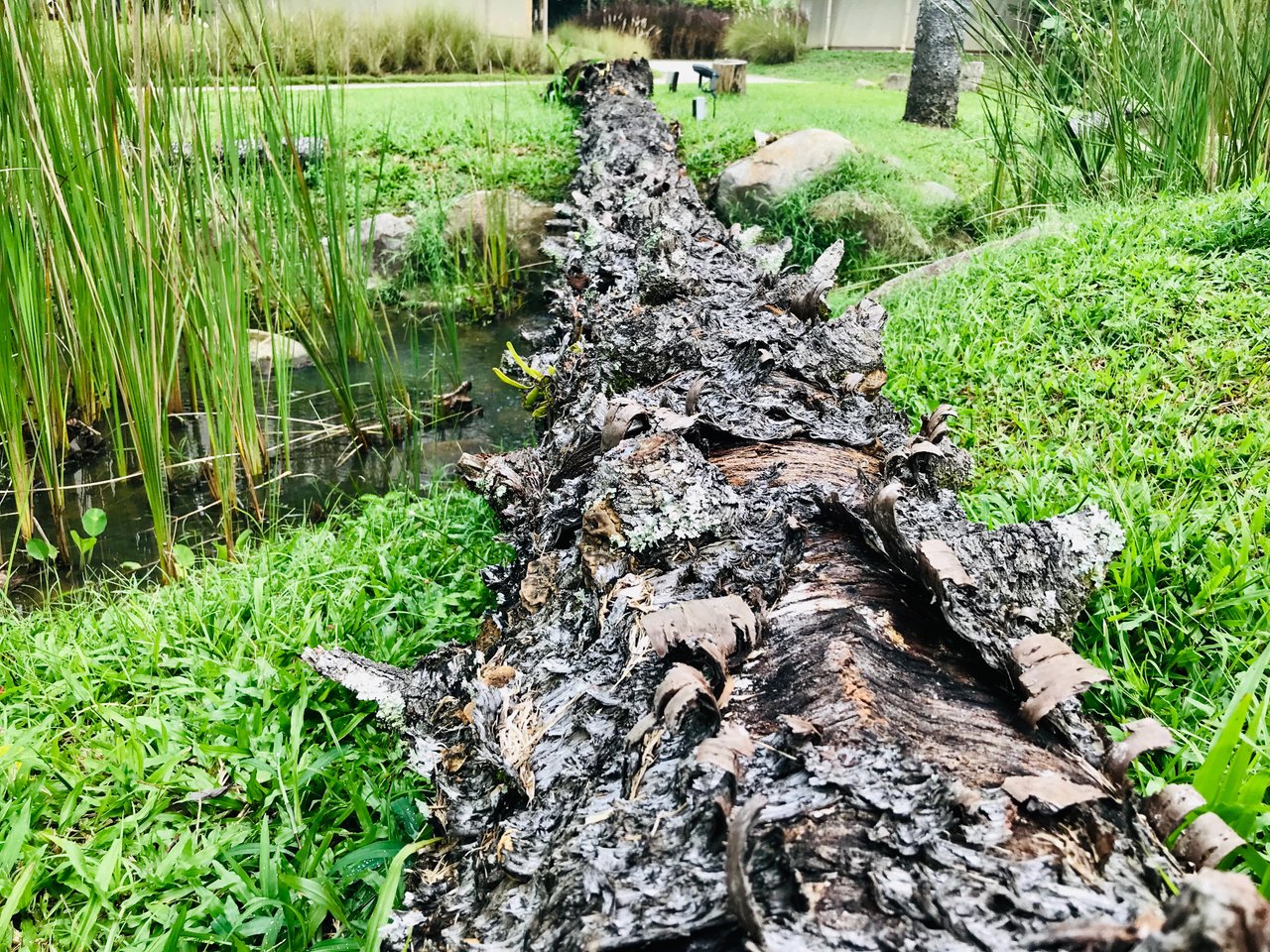 A tree trunk that had fallen over, placed across a tiny stream gave the boys some Indiana Jones playtime as they worked on their balancing skills.