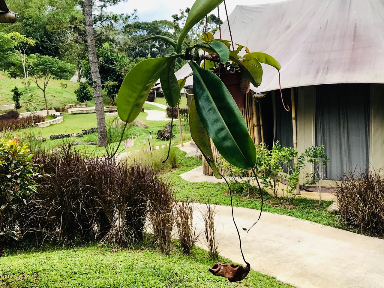 The tents have nets for walls. And for privacy, curtains. So you could sleep with the curtains drawn and feel like you are sleeping in the open.