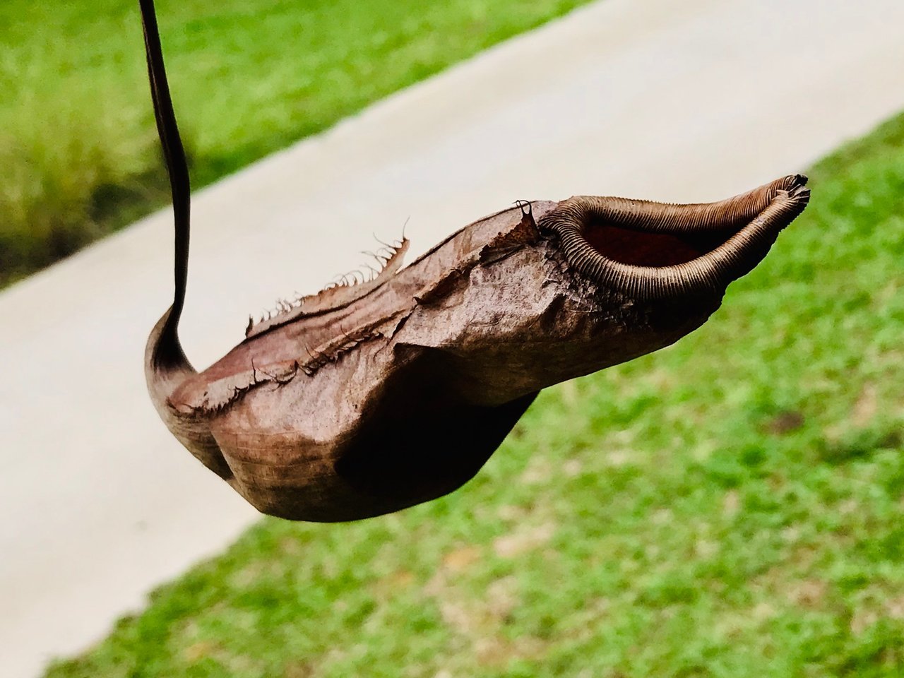 Periuk Kera (Pitcher Plant) which can be used to cook Lemang (Glutinous Rice)