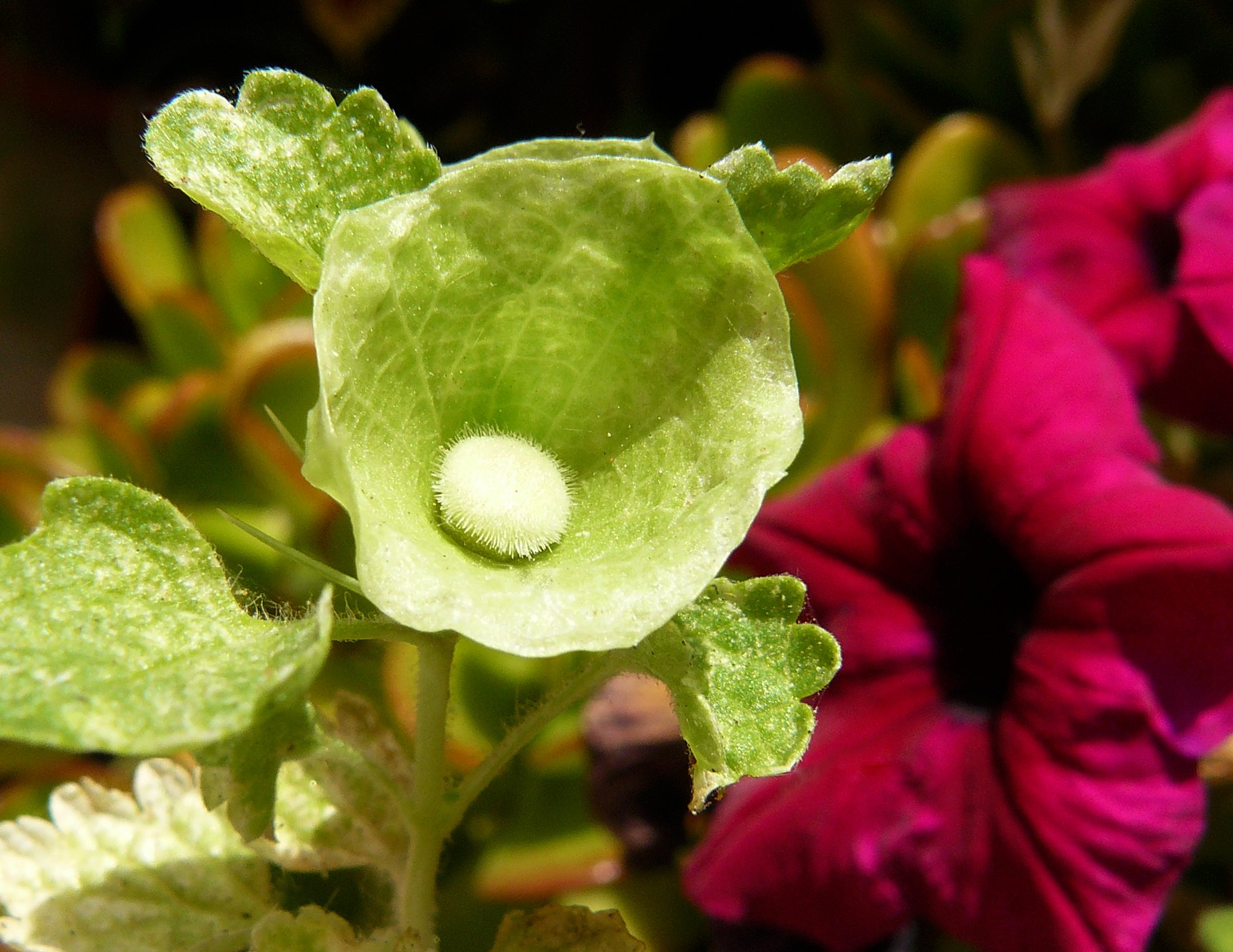 Moluccella laevis Bells of Ireland 2.jpg