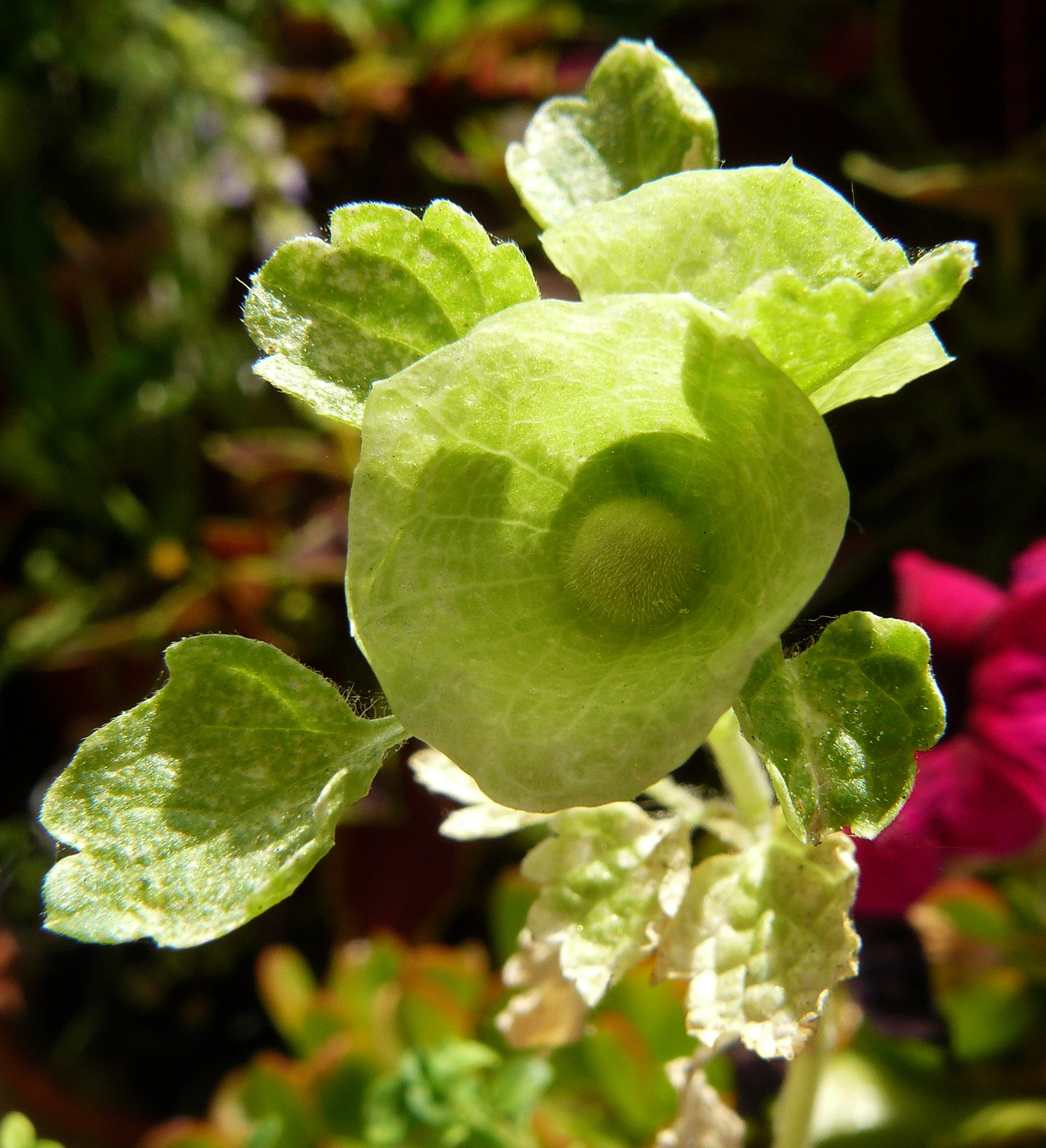 Moluccella laevis Bells of Ireland 1.jpg