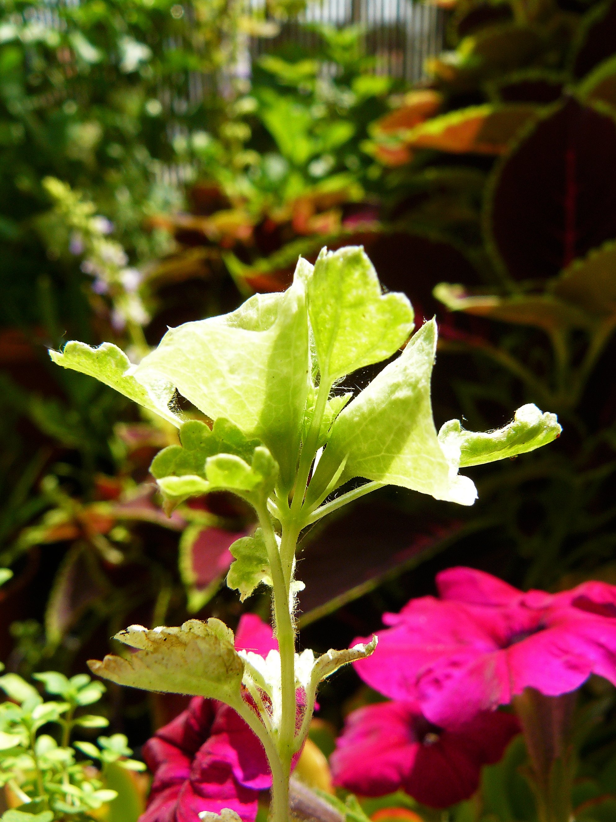 Moluccella laevis Bells of Ireland 3.jpg