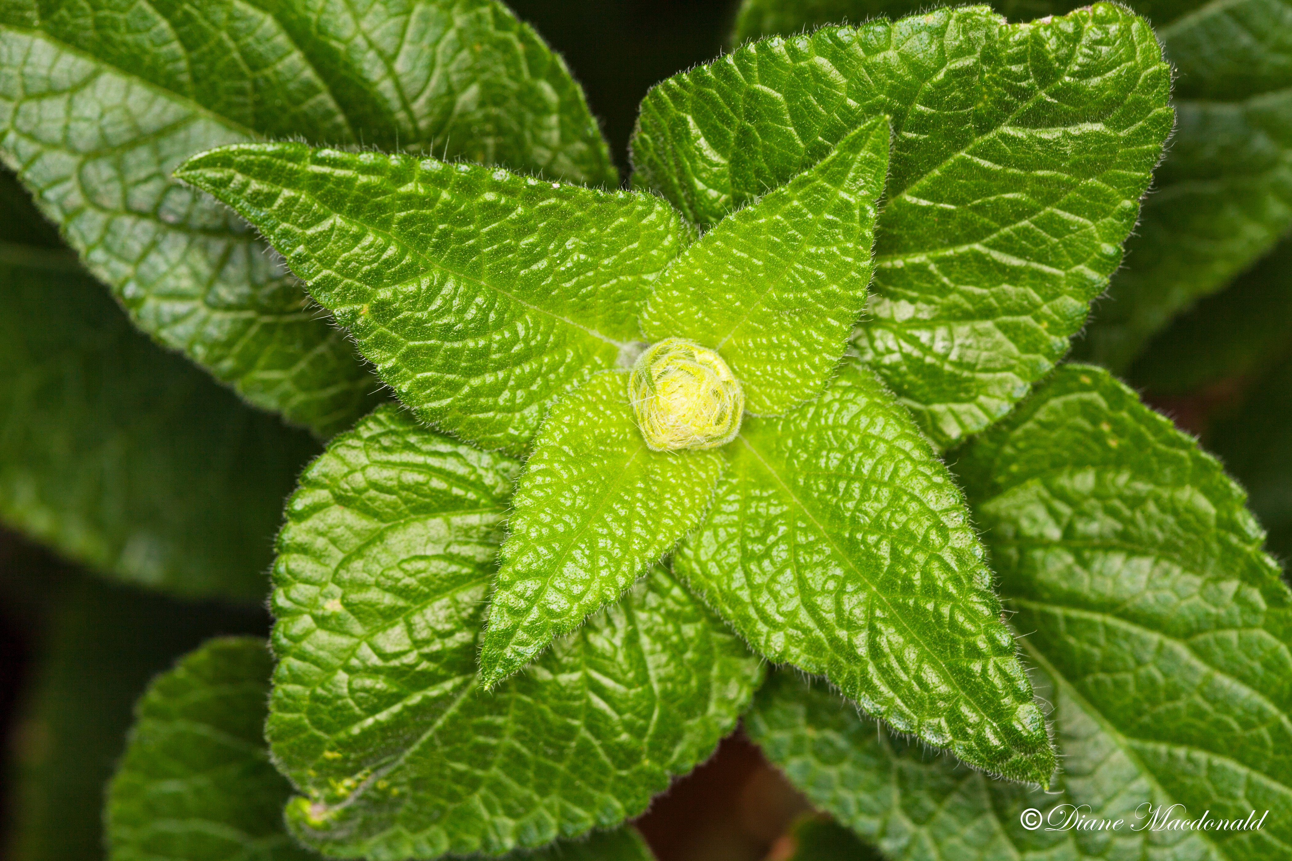 Green Leaves Salvia.jpg