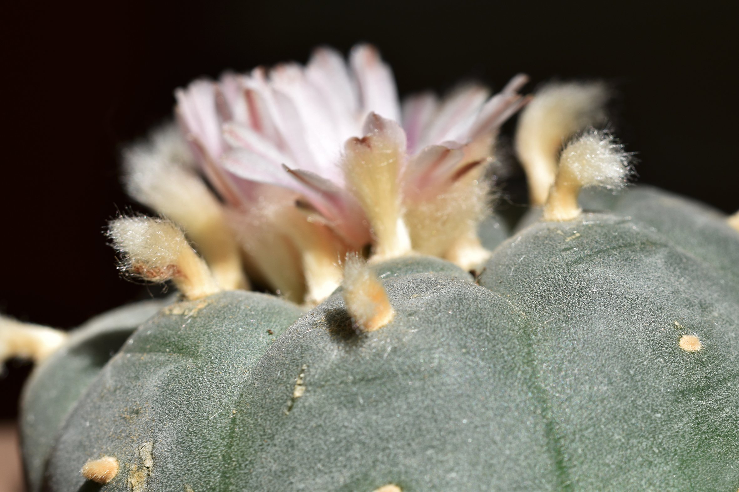 Lophophora williamsii peyote flower 4.jpg