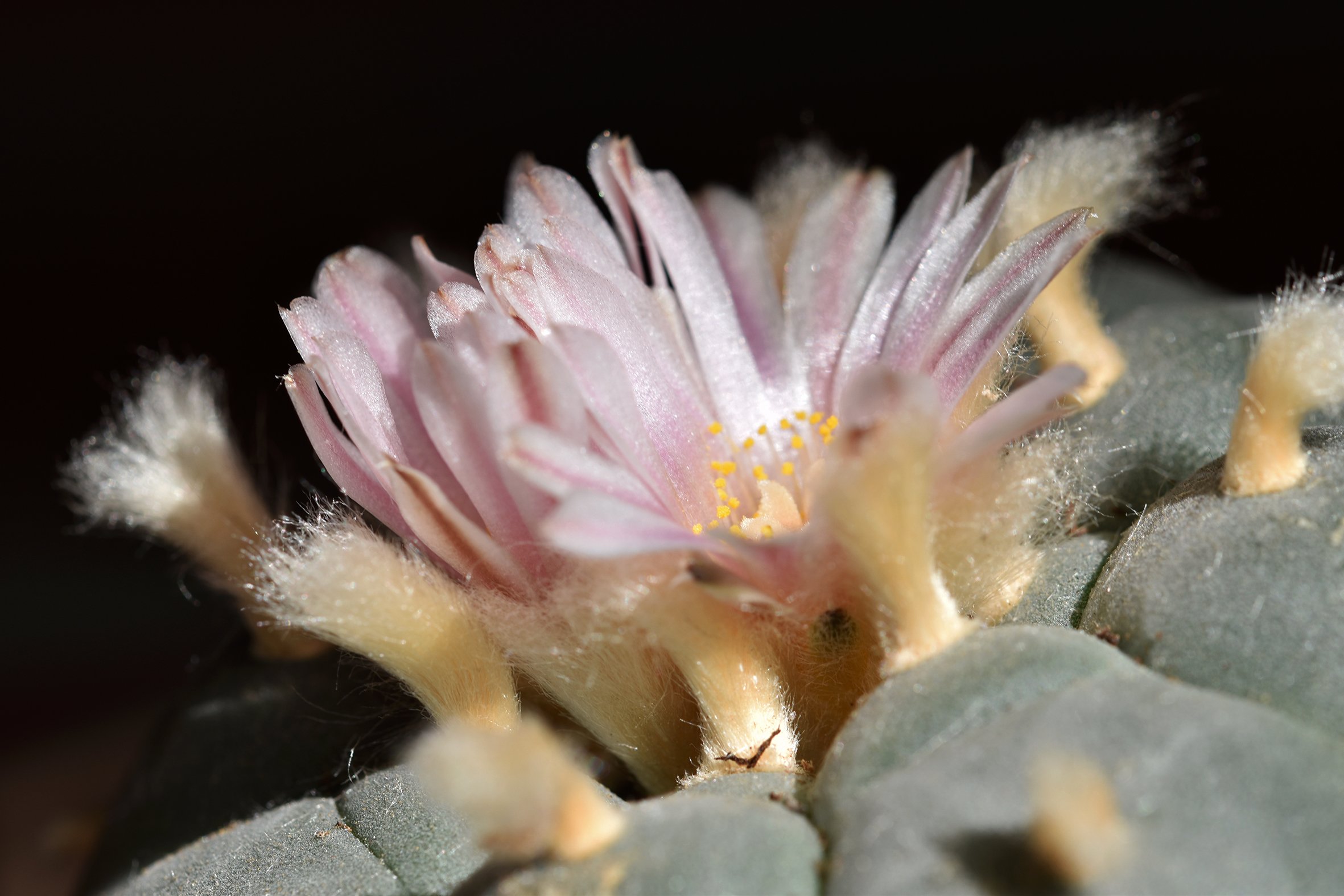 Lophophora williamsii peyote flower 3.jpg