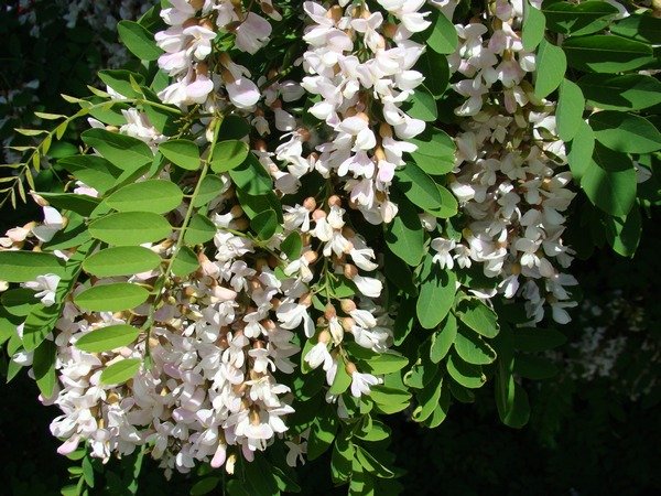 robinia_akacjowa4.jpg