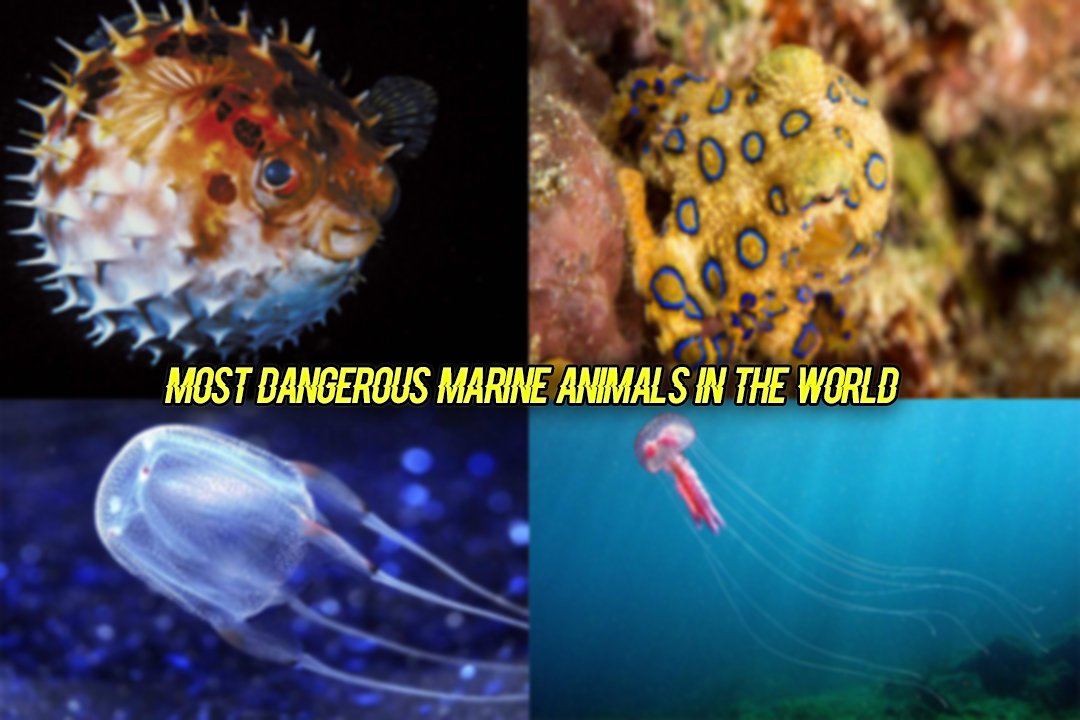 5 most dangerous marine animals in the world