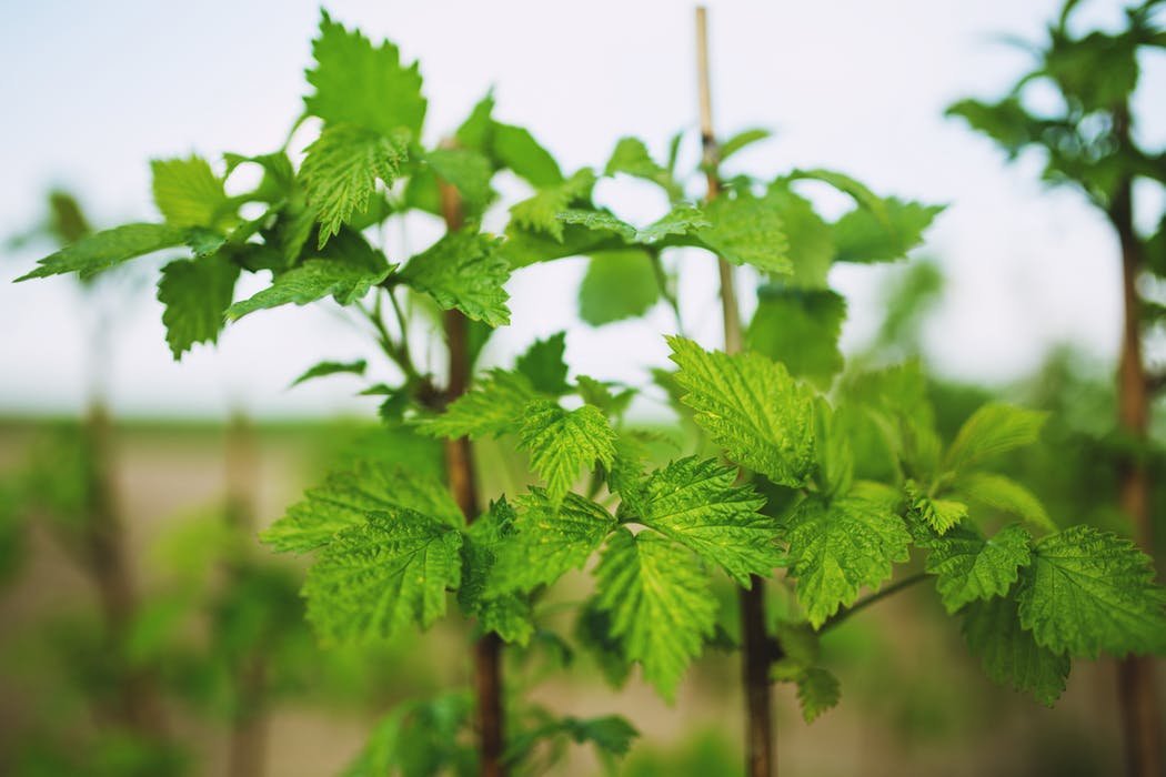 nature-plant-leaf-fruits.jpg