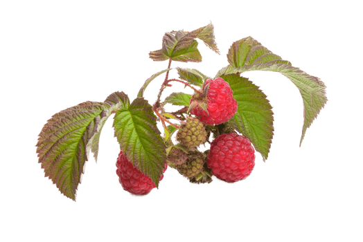 raspberry-fruit-red-45903.png