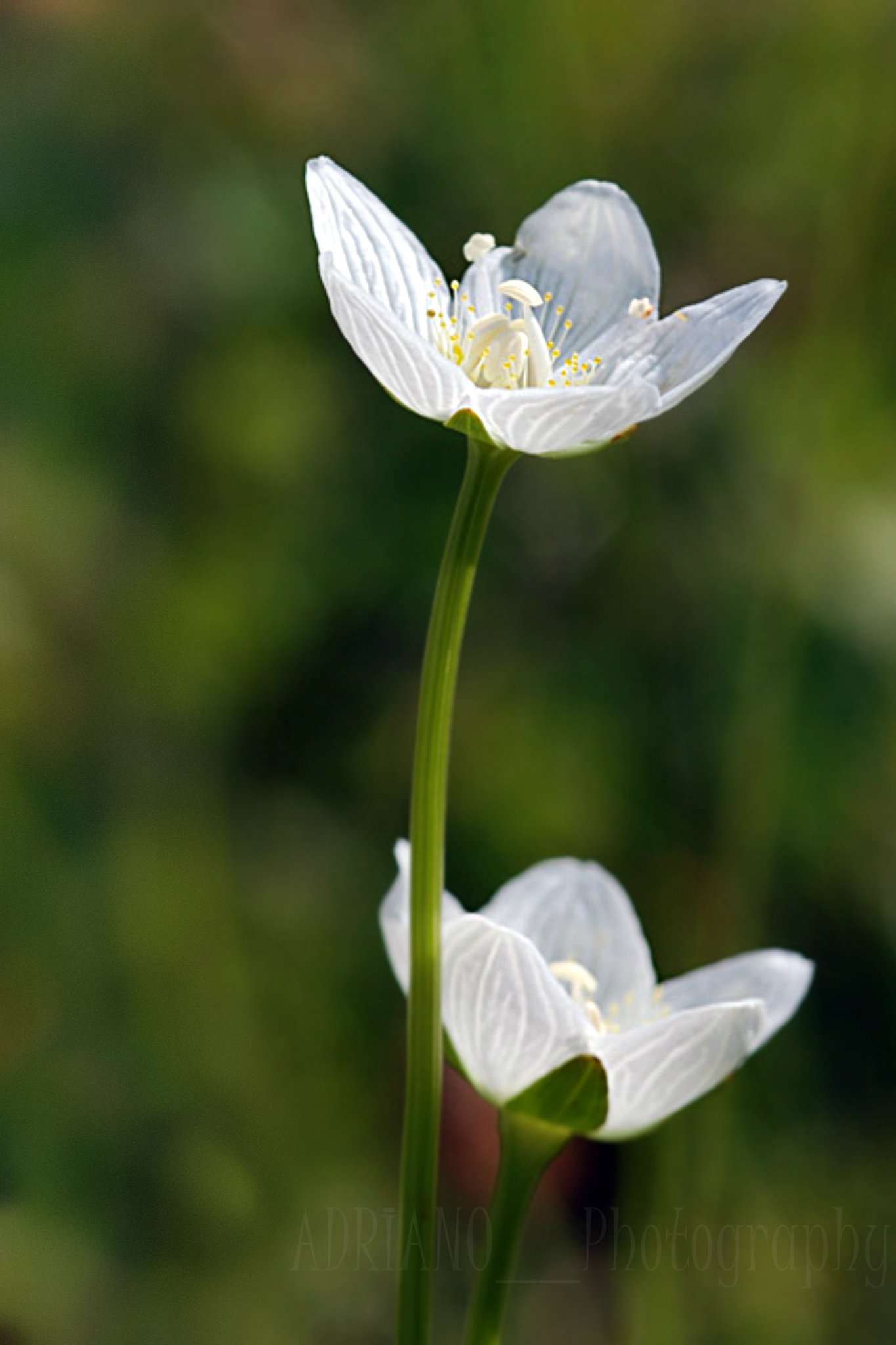 Flora in Italy. Flower colors 9th >Wild flowers. Flowers that grows