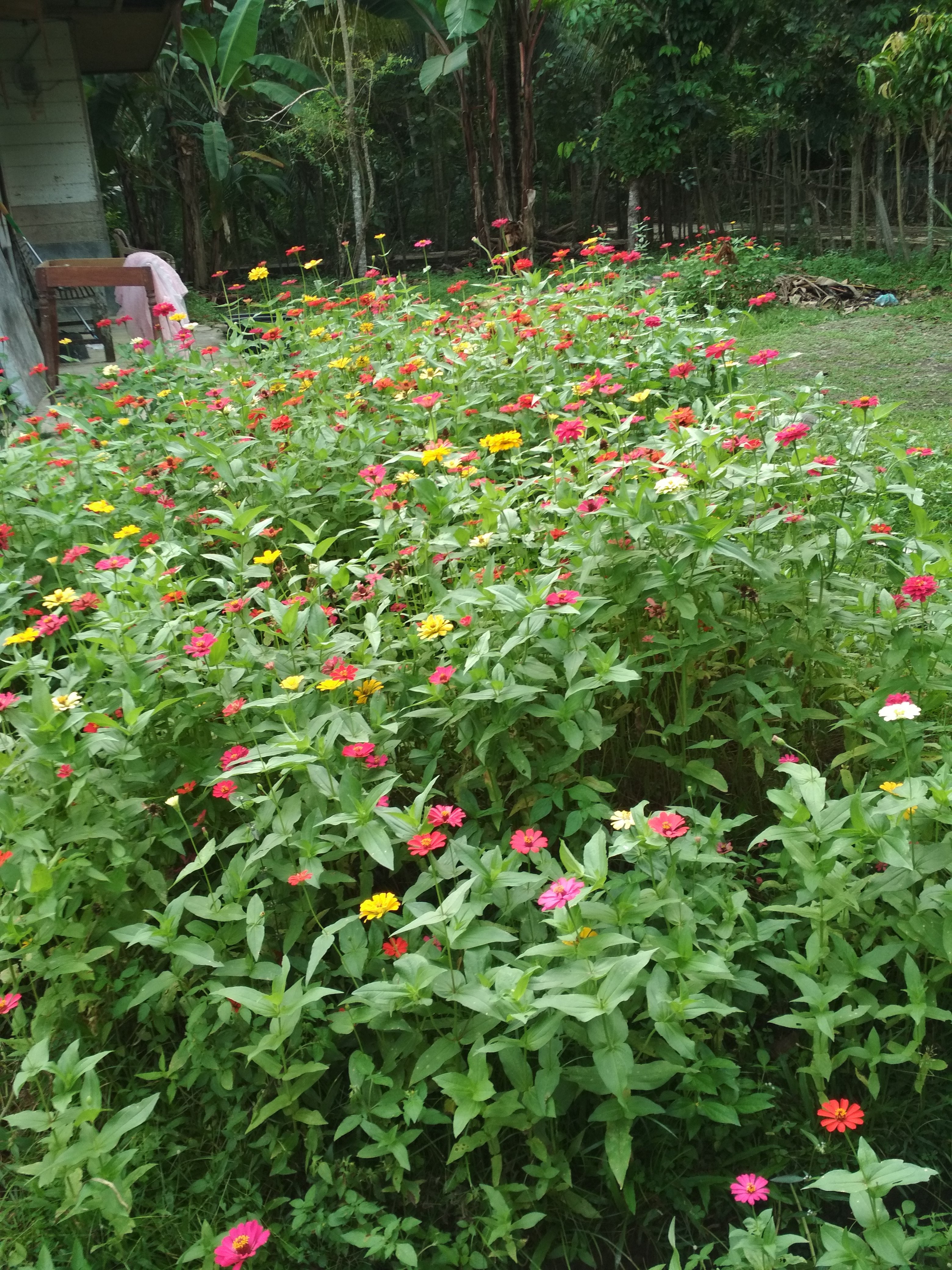 Wow 12+ Gambar Kebun Bunga Dahlia - Koleksi Bunga HD