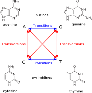 Transitions-transversions-v4.svg.png