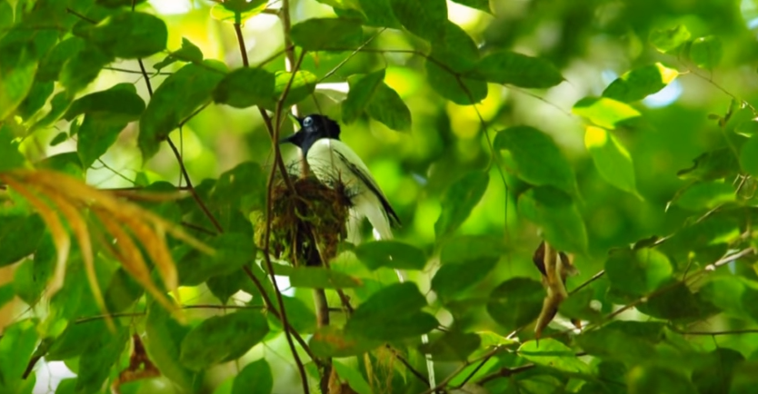 30++ Burung cantik terupdate