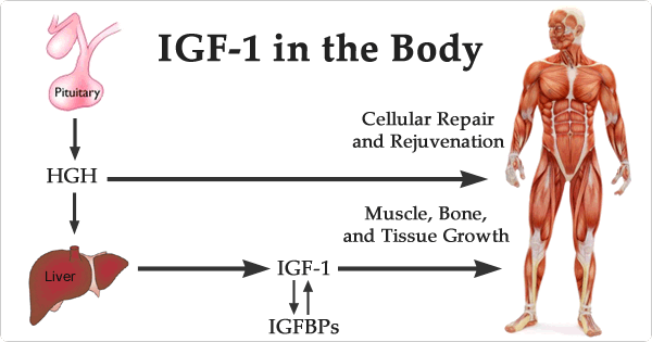 igf-1.gif