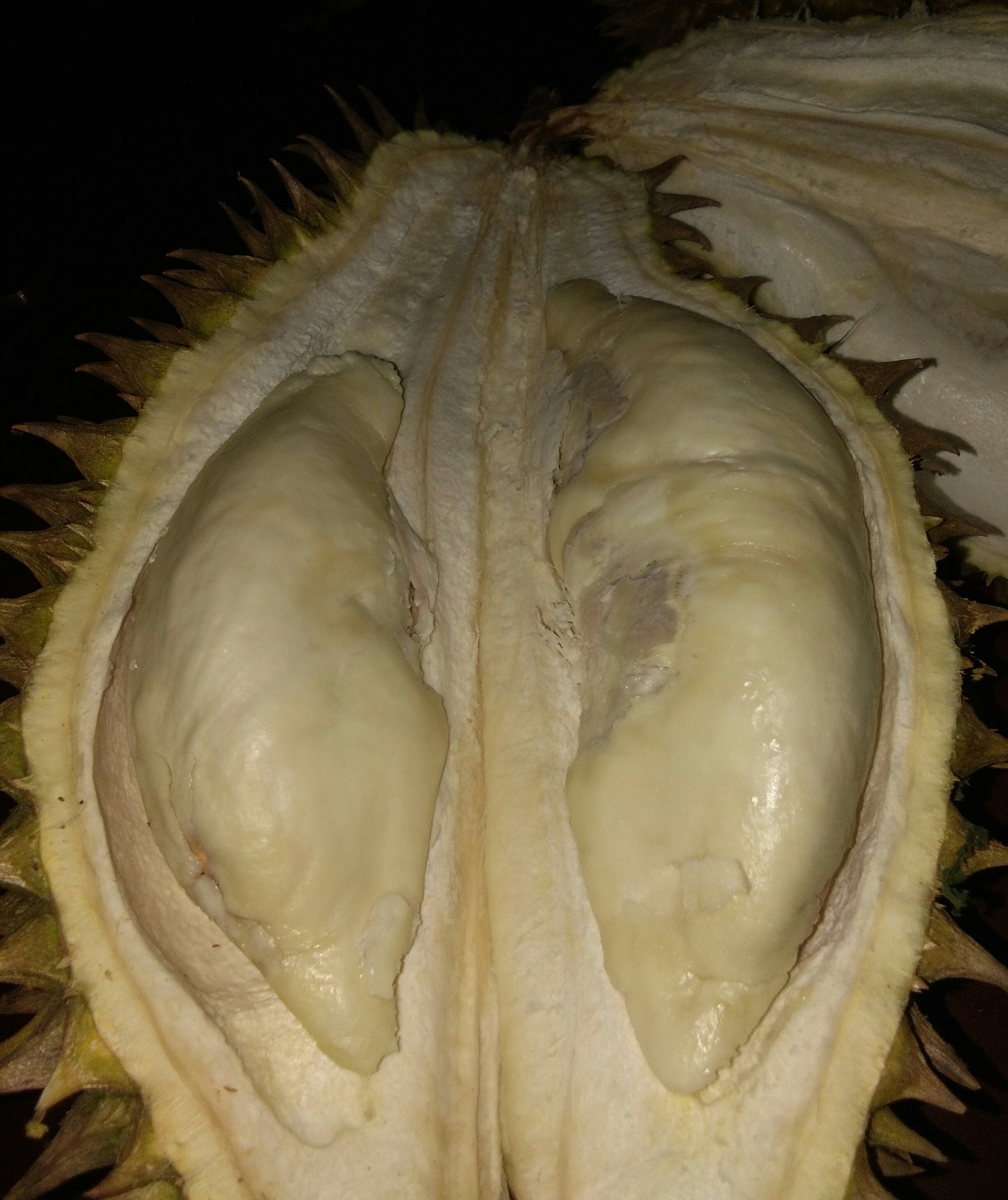 Download 4100 Koleksi Gambar Durian Belah Keren Gratis