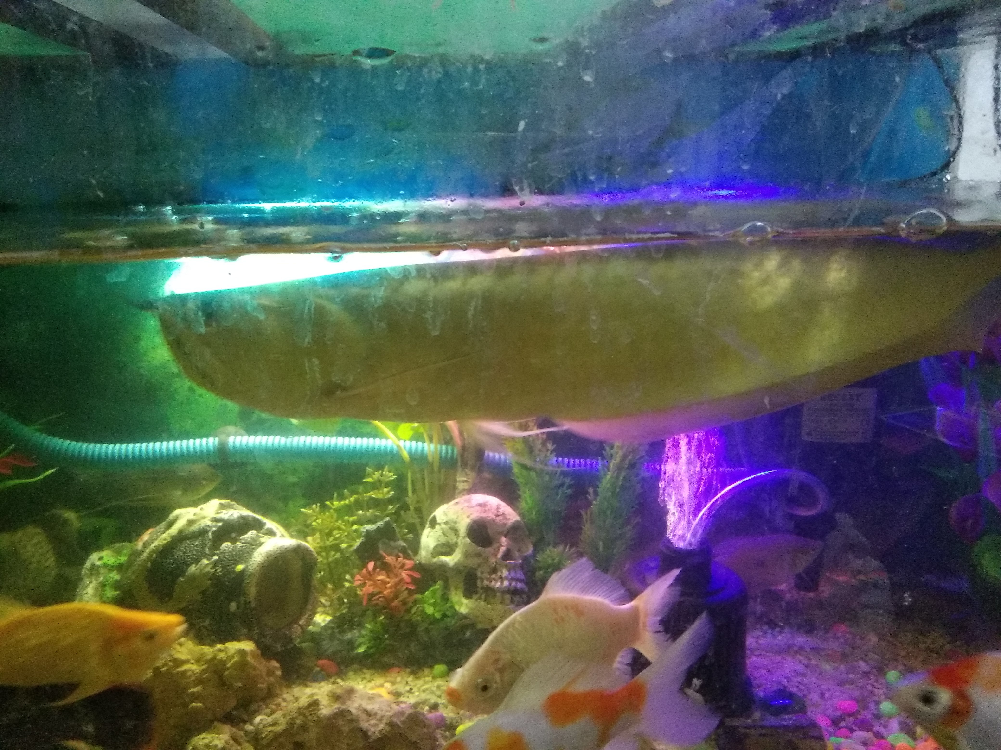  Gambar  Ikan  Arwana Dalam  Akuarium