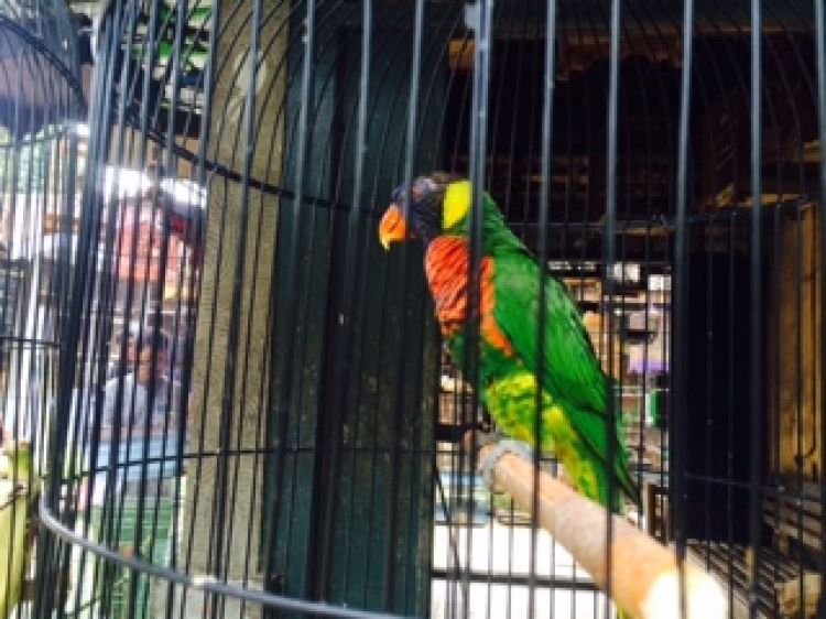 How To Treat A Parrot To Talk Like A Human