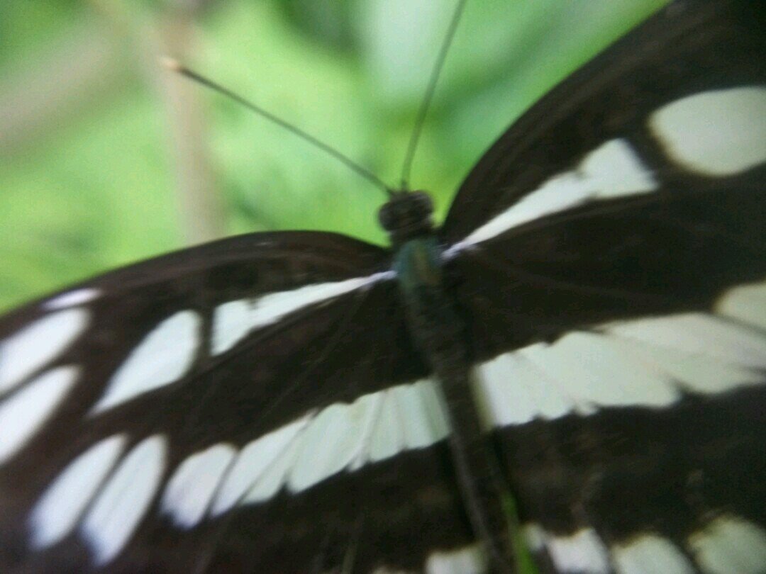 Her Sweet Butterfly Is Black And White Kupu Kupu Hitam Putih