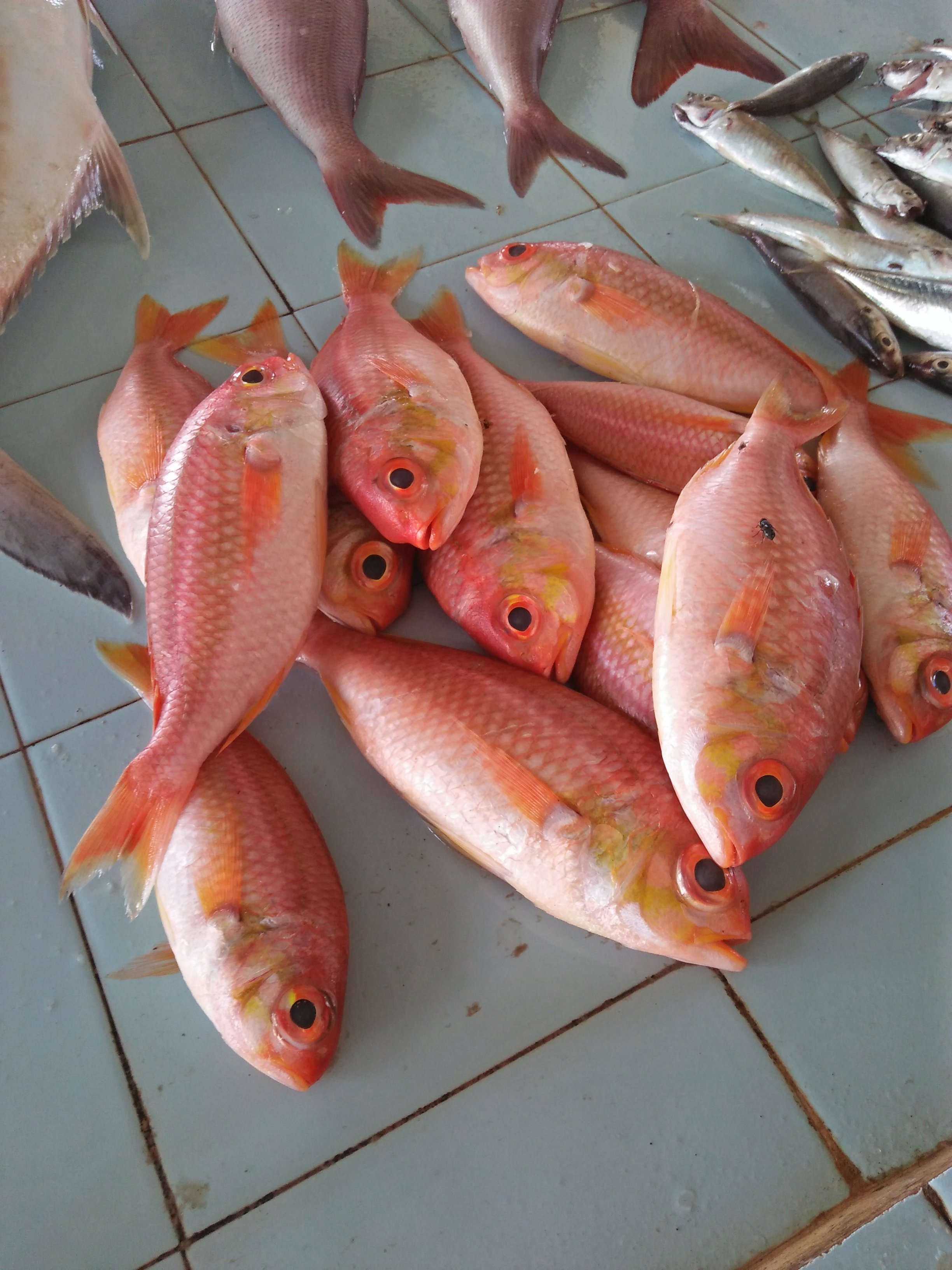 manfaat konsumsi ikan laut