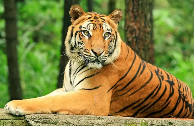 Harimau