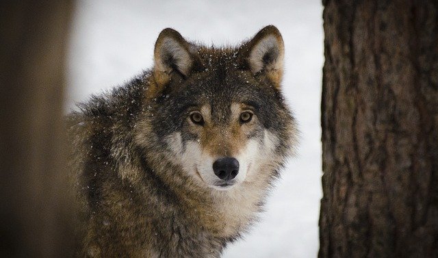 wolf-2106894_640.jpg