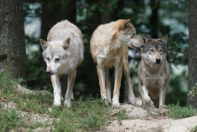 timber-wolves-907680_640.jpg