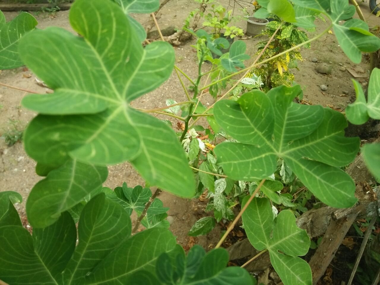 Luar Biasa Macam Macam Daun  Ubi Bunga Hias