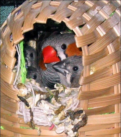 Dunia Kicau Zebra Finch