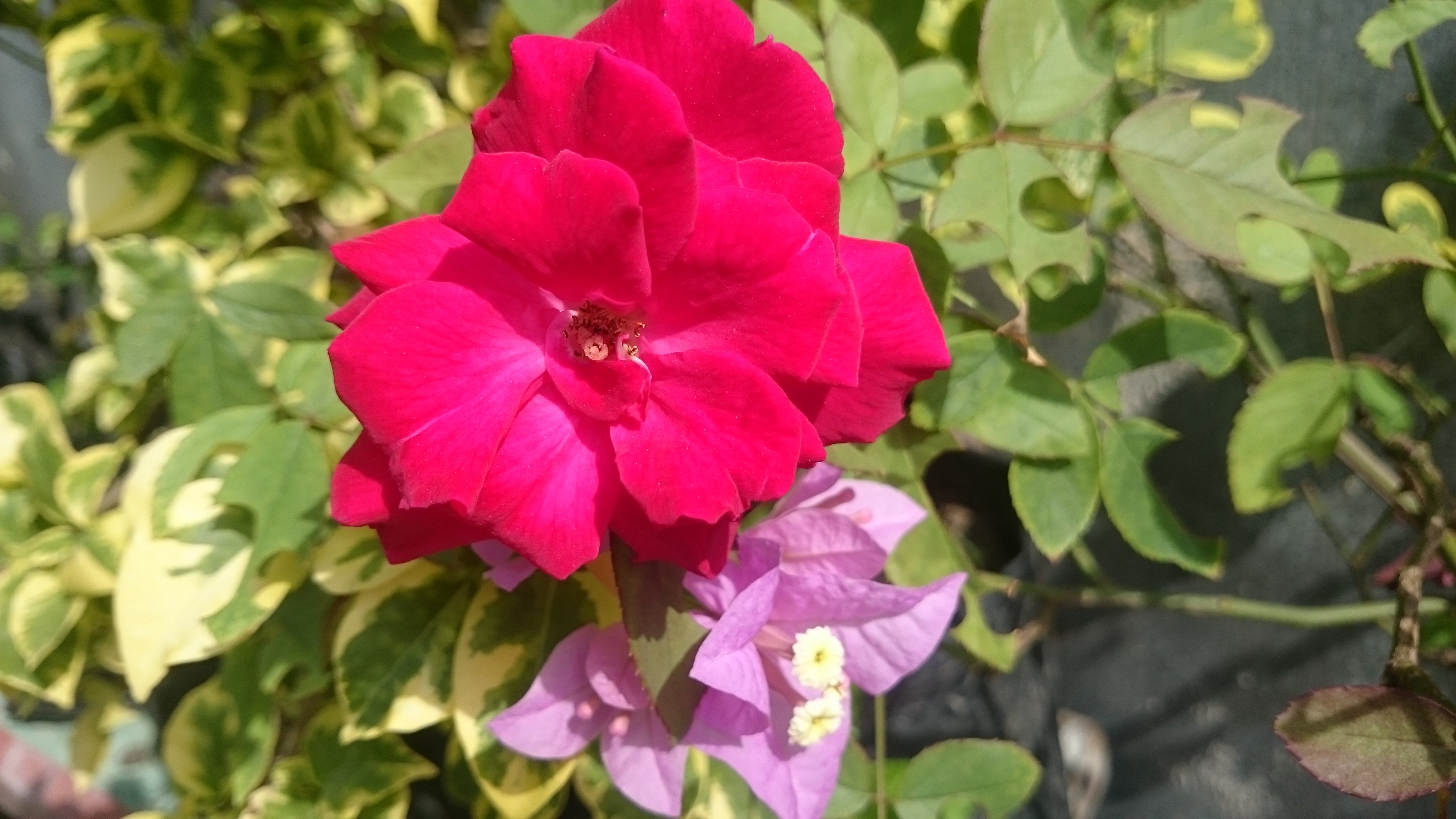 Terbaru 15+ Bunga Mawar Merah Terindah Gambar Bunga HD