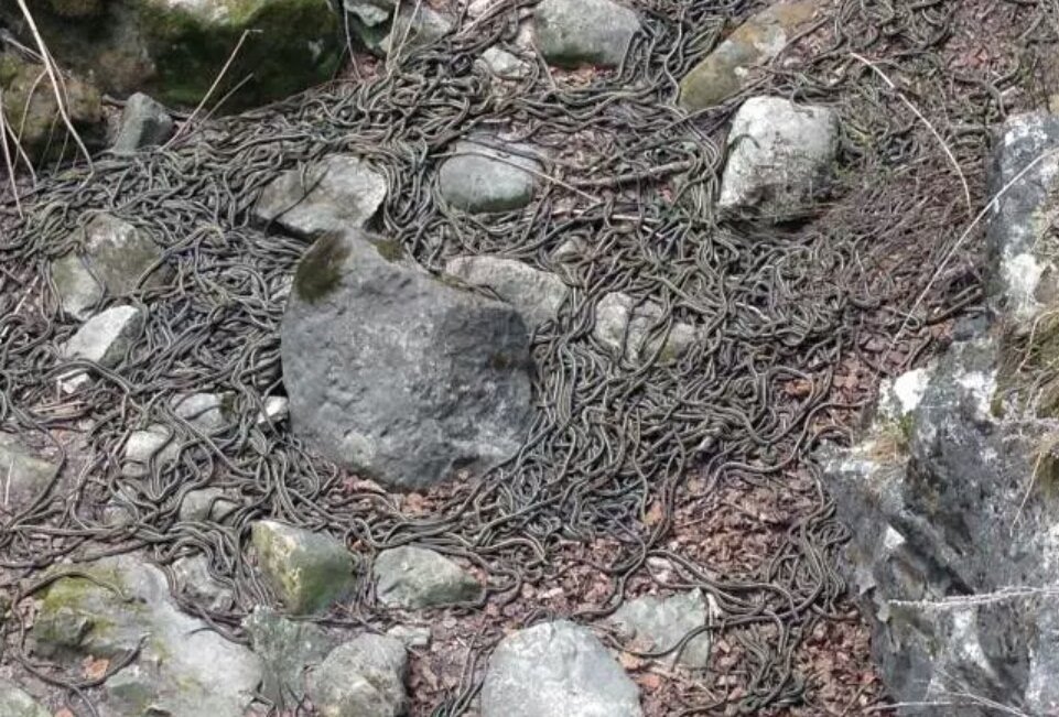 Ilha da Queimada Grande Island, the mysterious Snake