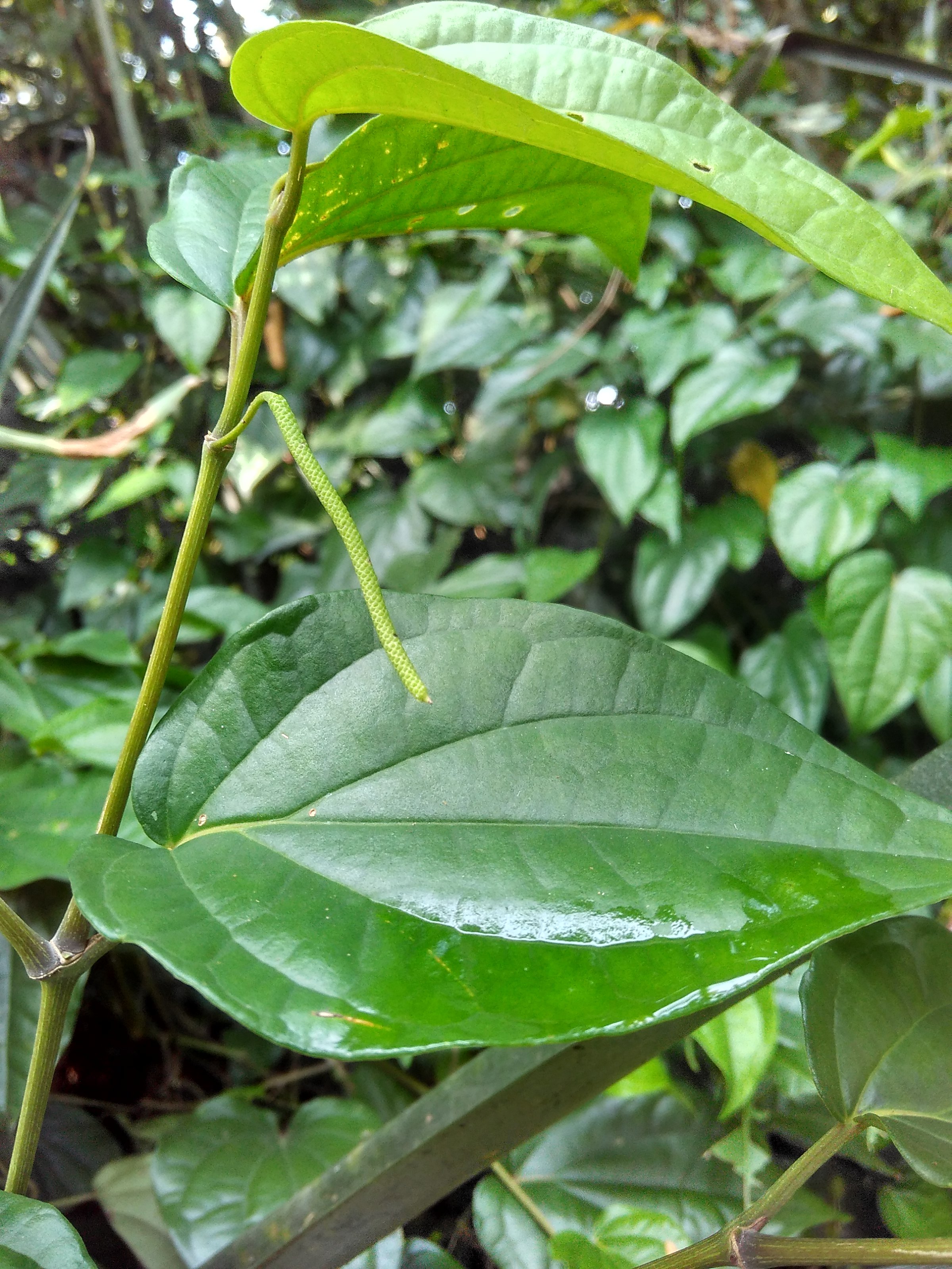 4000 Gambar Daun Sirih Hutan  HD Paling Baru Infobaru