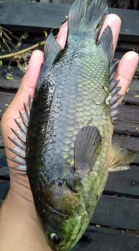  Ikan  puyu  Steemkr