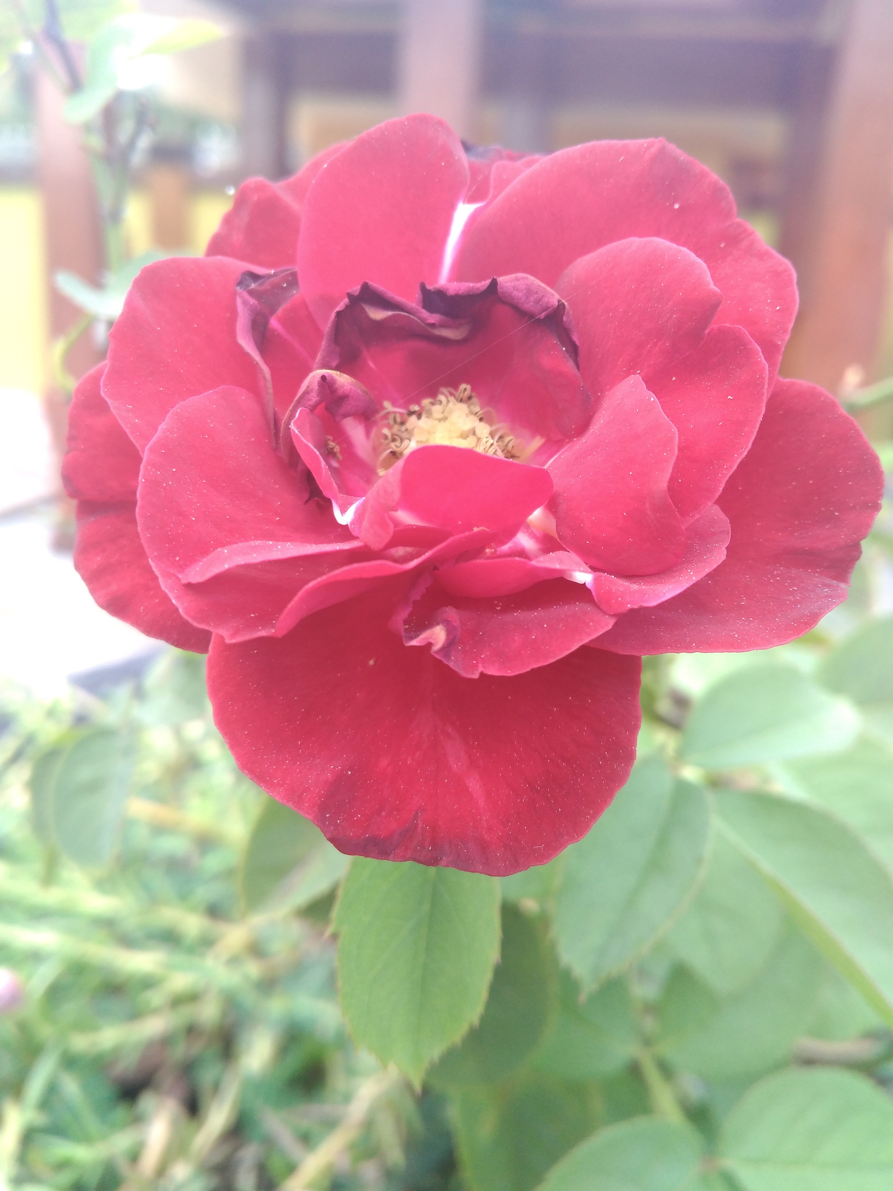 Paling Bagus 25 Bunga  Mawar  Yang Sangat Indah  Gambar 