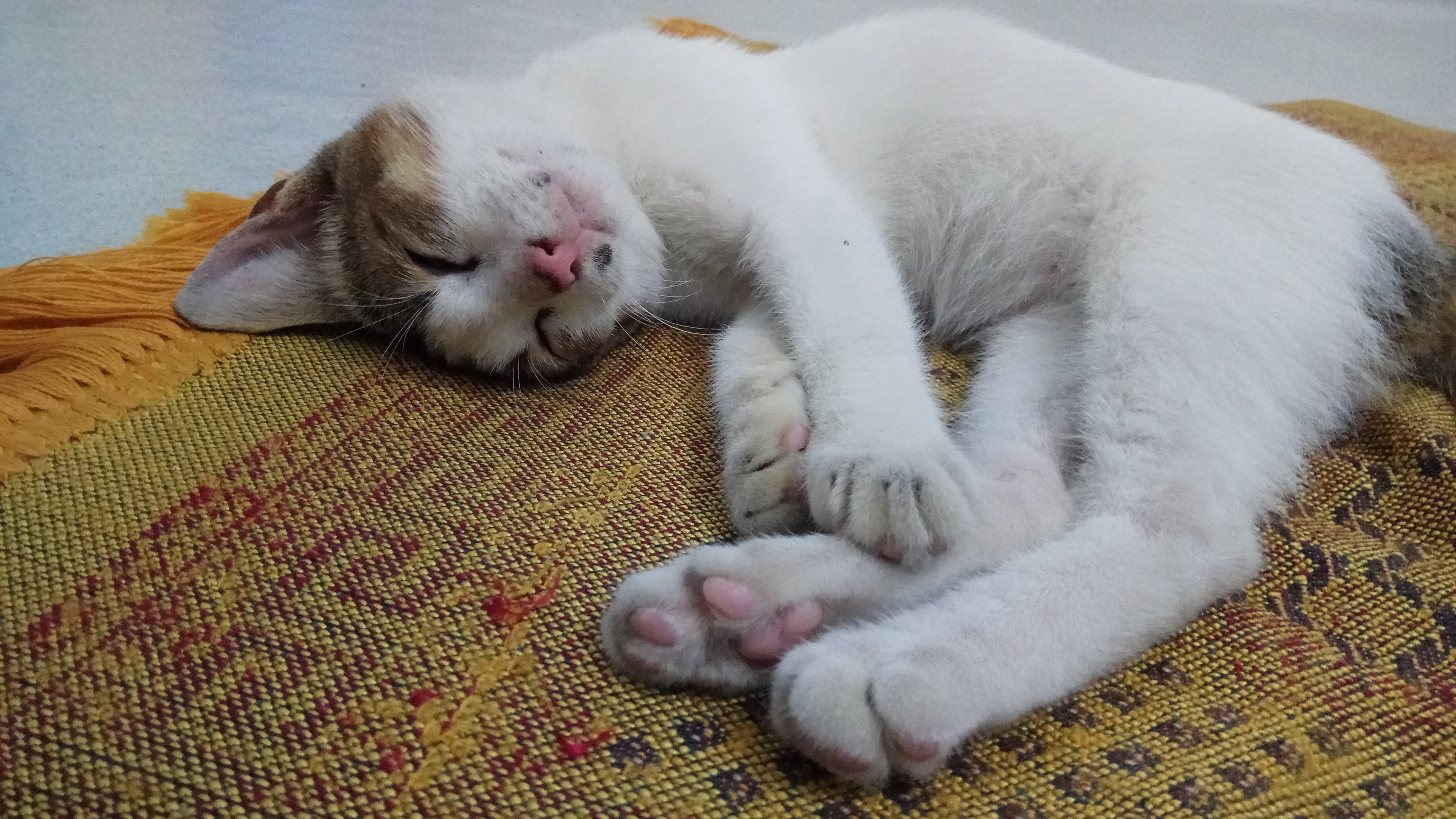 Kucing tidur u2014 Steemit