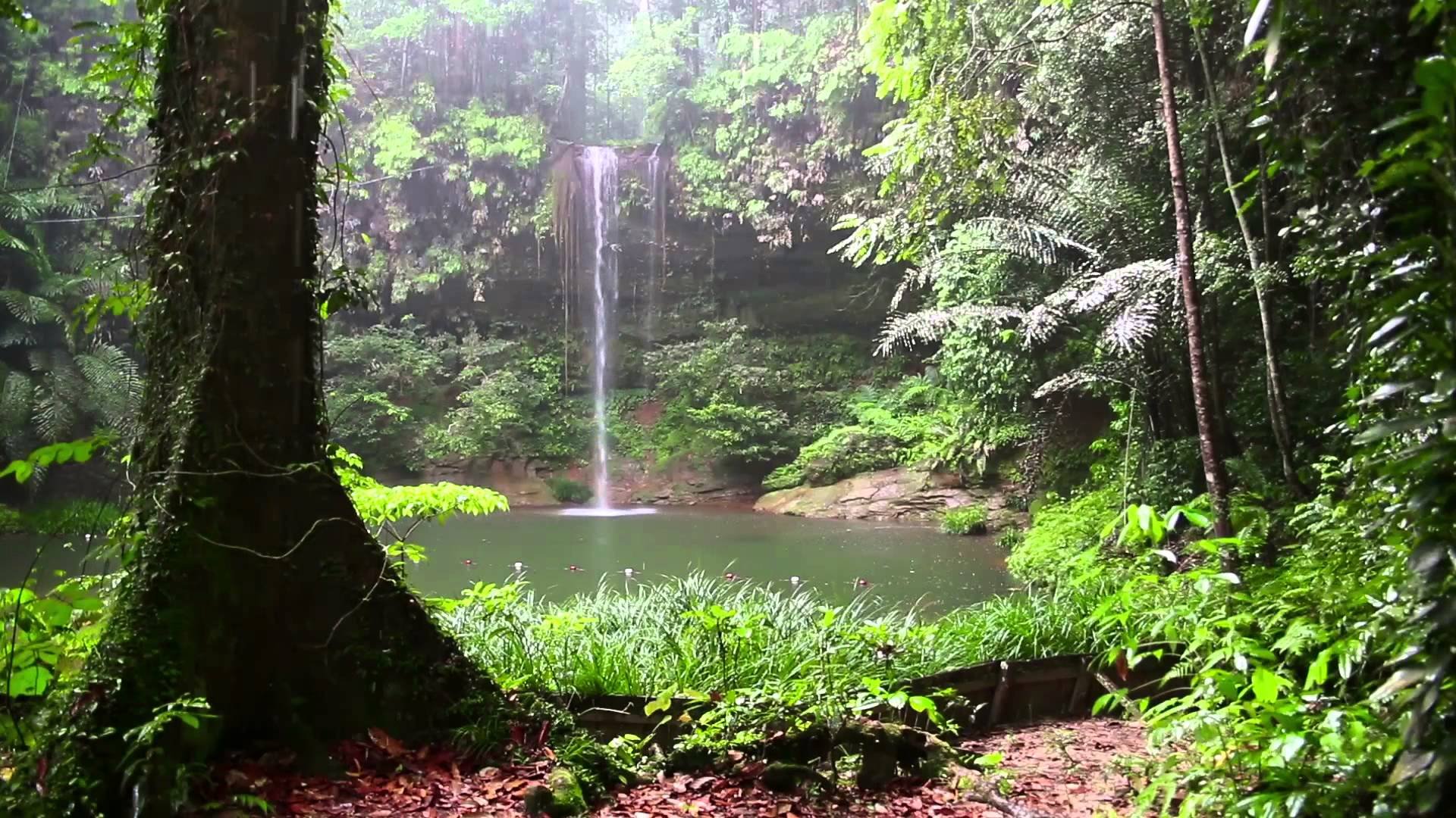 lluvia en el bosque.jpg