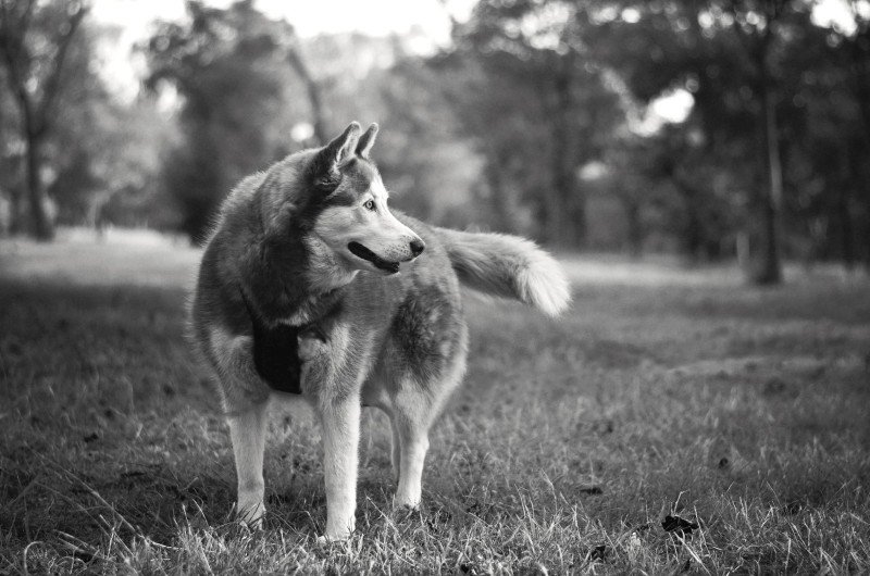 Les Chiens Voient En Noir Et Blanc Faux