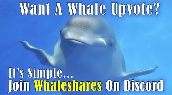 whaleshares meme.jpg