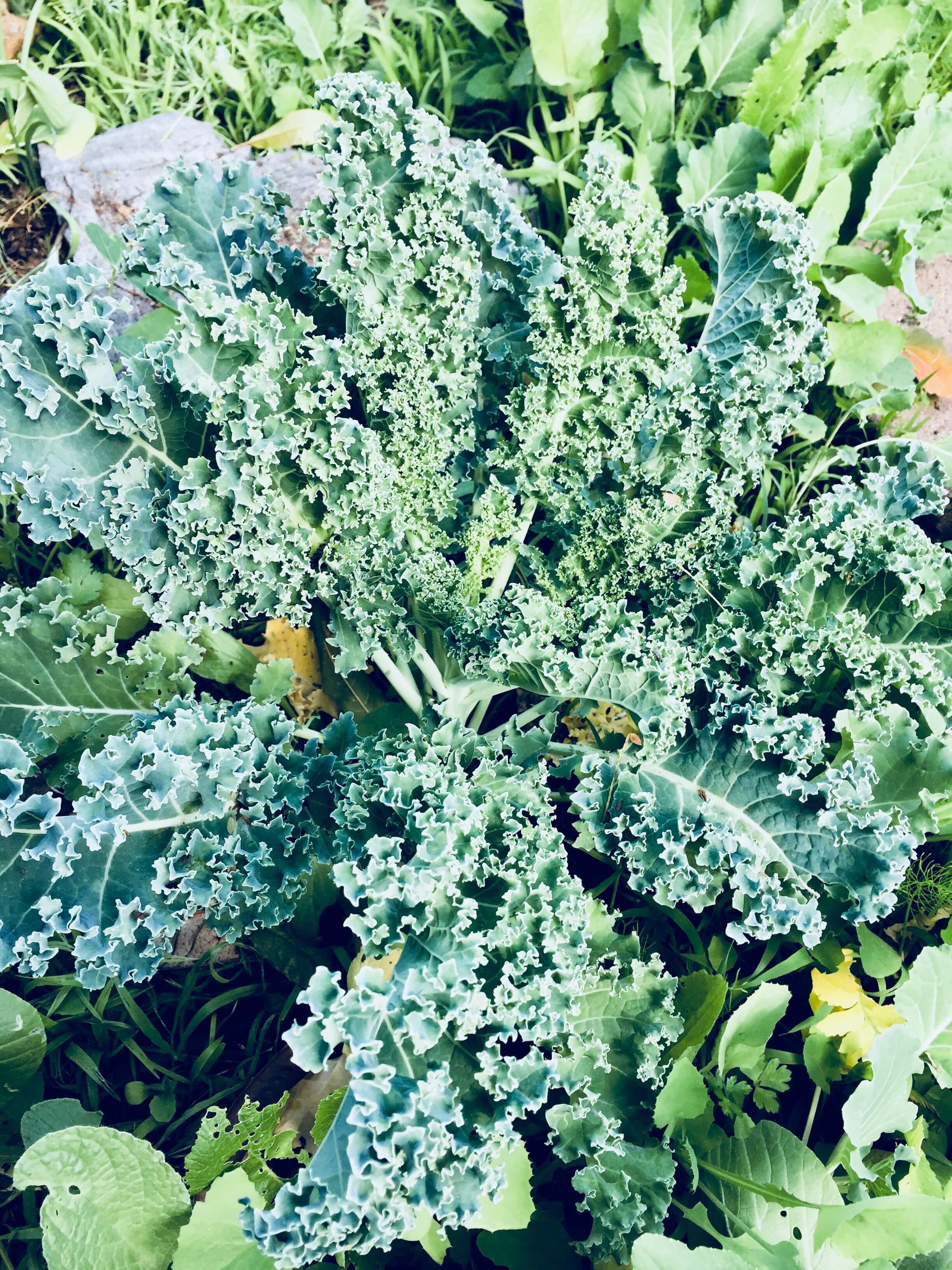 Kale.jpg