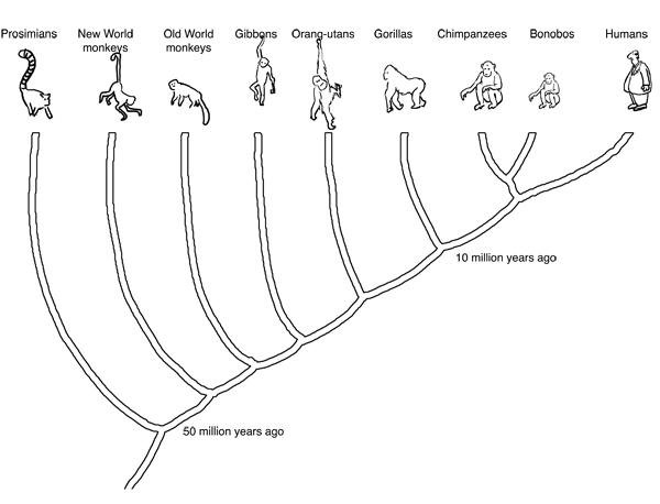 71-ape-family-tree.gif