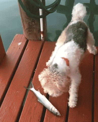 giphy (8).gif